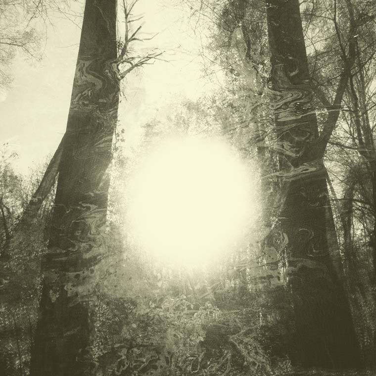 Forest Magic